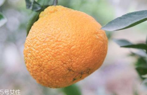 丑柑怎么保存 新鲜的丑柑可以放多久