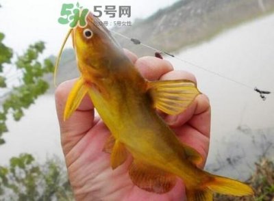 ​黄刺鱼多少钱一斤？野生黄刺鱼多少钱一斤