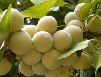 ​白果为什么不能多吃 白果吃多了会中毒吗