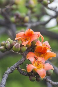 ​木棉花象征什么意义