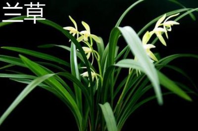 ​兰草和吊兰的区别