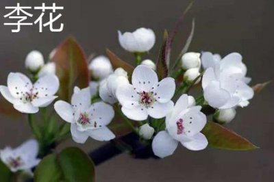 ​李花和梨花的区别