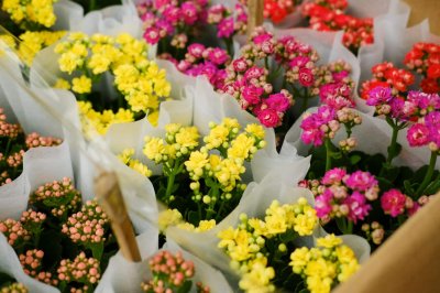 ​长寿花有毒吗