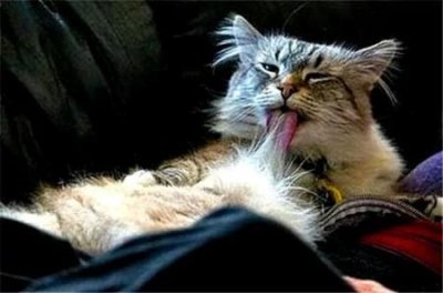 ​如何科学地抱猫咪？兽医教你科学抱起猫咪的正确方法