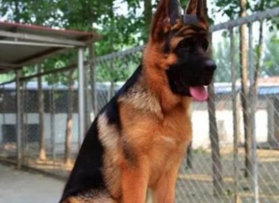 买一只宠物猫一般多少钱买一只猫猫多少钱