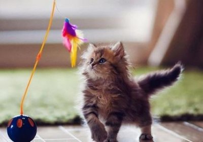 深圳附近狗狗群,深圳附近狗场