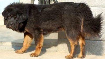 蛋白质越多,狗粮的品质就越好?蛋白质对于狗狗有多重要?