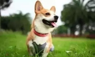 狗的视力怎么样?比人类差吗?色彩的可见度如何?狗的视力好不好