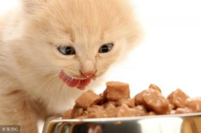 猫的眼睛为什么会发光?是眼睛里有荧光物质吗?猫的眼睛在白天也发光吗?