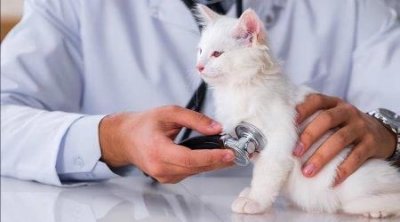 猫咪拉肚子了怎么办?有什么方法解决猫咪的拉稀问题?