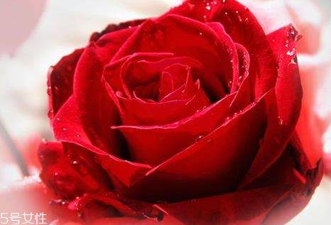 玫瑰纯露怎么保存 玫瑰纯露保质期多久 玫瑰纯露怎么保存 玫瑰纯露保质期多久