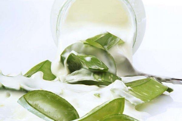 芦荟灌肤的功效和作用 芦荟灌肤的副作用 芦荟灌肤的功效和作用 芦荟灌肤的副作用