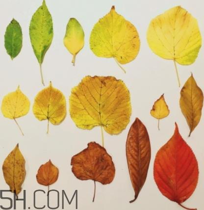 bobbi brown黑管9号试色 芭比布朗burnt red试色 bobbi brown黑管9号试色 芭比布朗burnt red试色