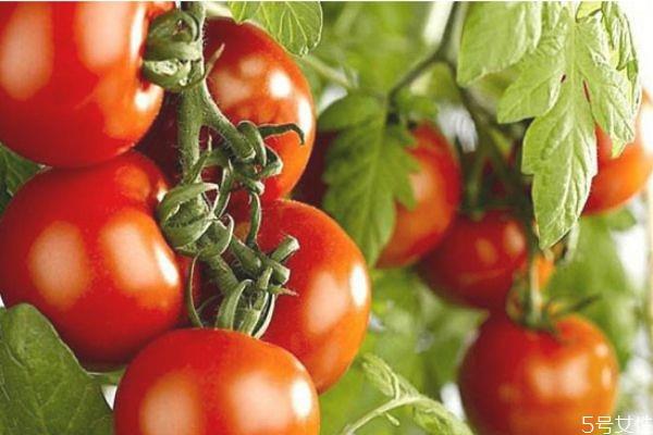 西红柿可以做面膜吗 西红柿做面膜有什么作用 西红柿可以做面膜吗 西红柿做面膜有什么作用