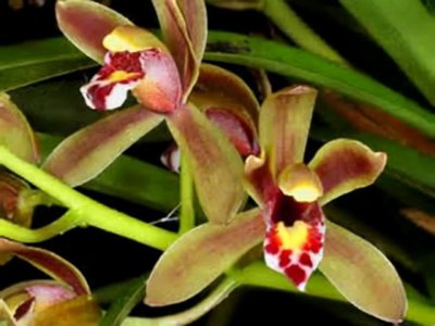 29个兰花品种,名称与图片都在这里了,你还傻傻分不清吗?