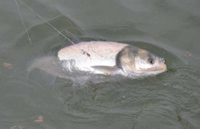 钓鲢鳙鱼饵料配方大全