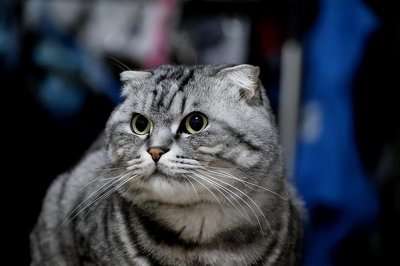 ​折耳猫多少钱一只？