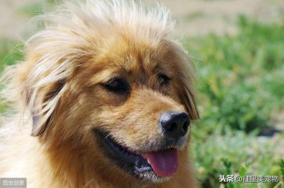 ​贵宾系泰迪犬纯不纯，主要看5个方面，别养了“假狗”还不知道！