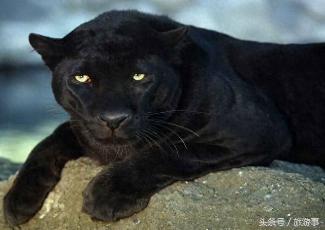 比老虎还凶猛的动物——“霸王猇”