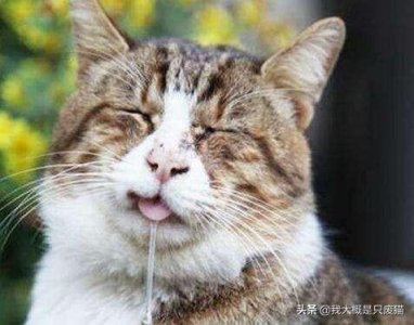 ​发现猫流口水，你需要注意以下情况