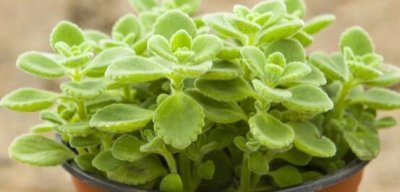 碰碰香有毒吗,碰碰香一碰就芳香怡人