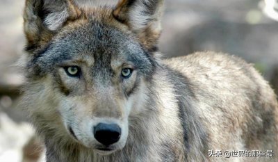 狈:最神秘的犬科动物,至今人们都不知道它的原型是什么