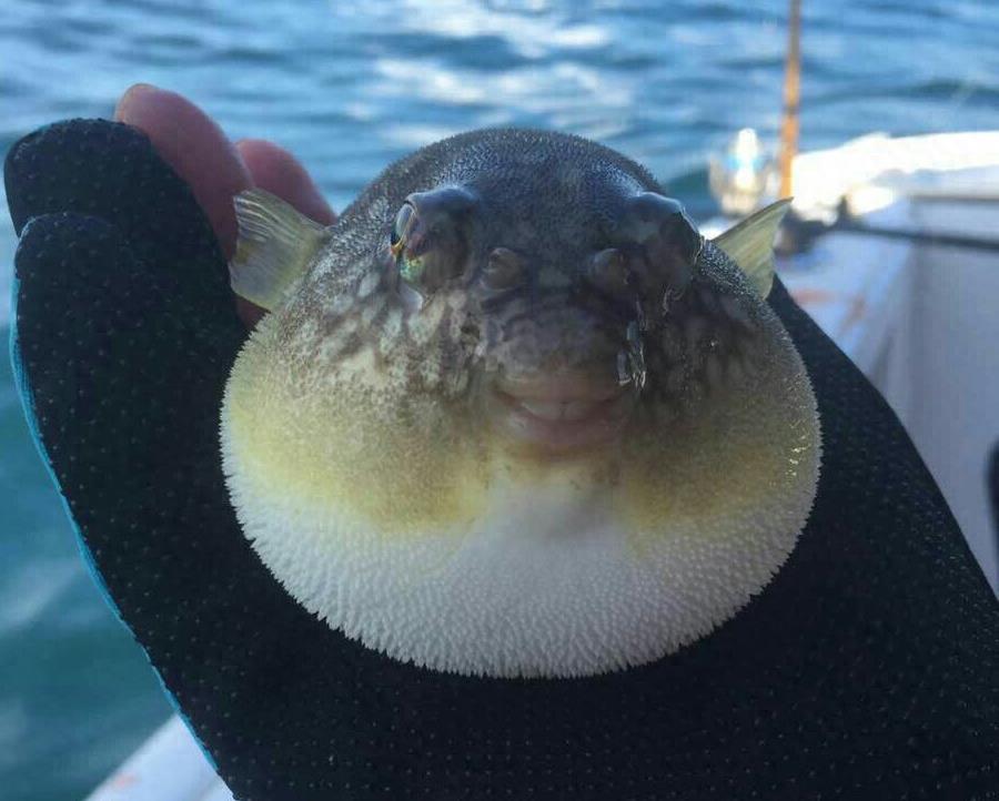 生气的河豚,我已想不出它们原来的模样