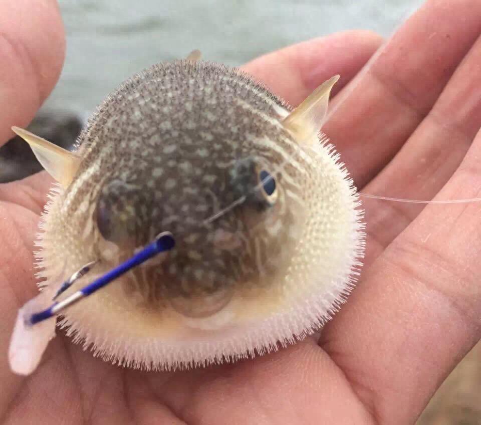 生气的河豚,我已想不出它们原来的模样