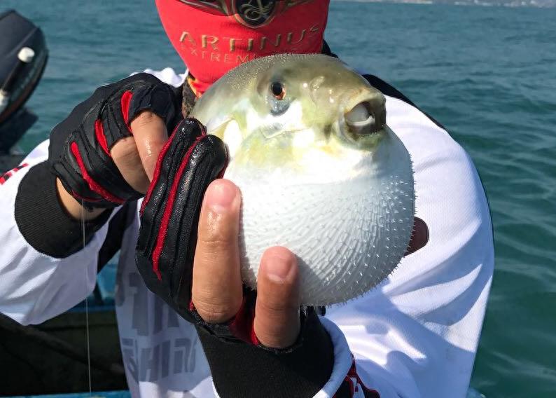 生气的河豚,我已想不出它们原来的模样