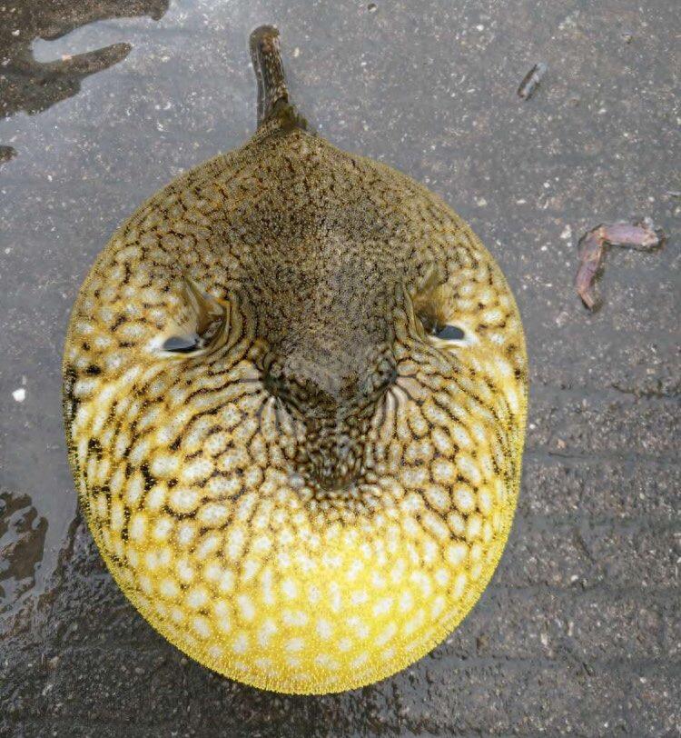 生气的河豚,我已想不出它们原来的模样