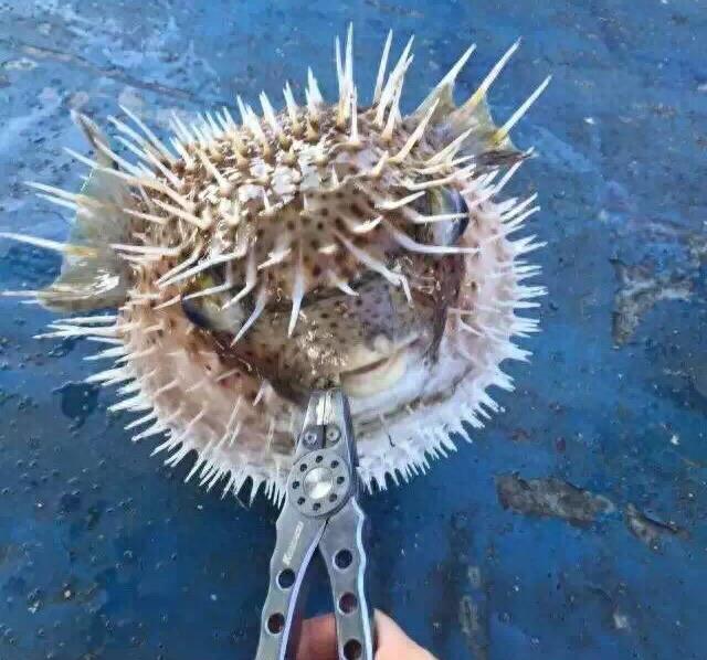 生气的河豚,我已想不出它们原来的模样