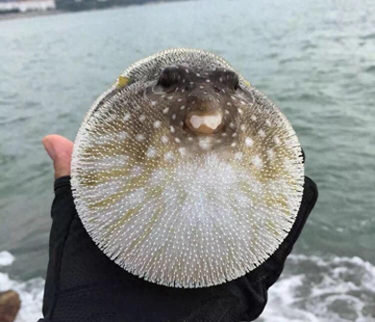 生气的河豚,我已想不出它们原来的模样