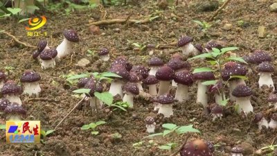 ​阳东区合山镇：赤松茸采摘上市价格好