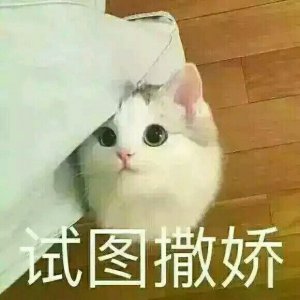​可爱的猫咪表情包尽在这里