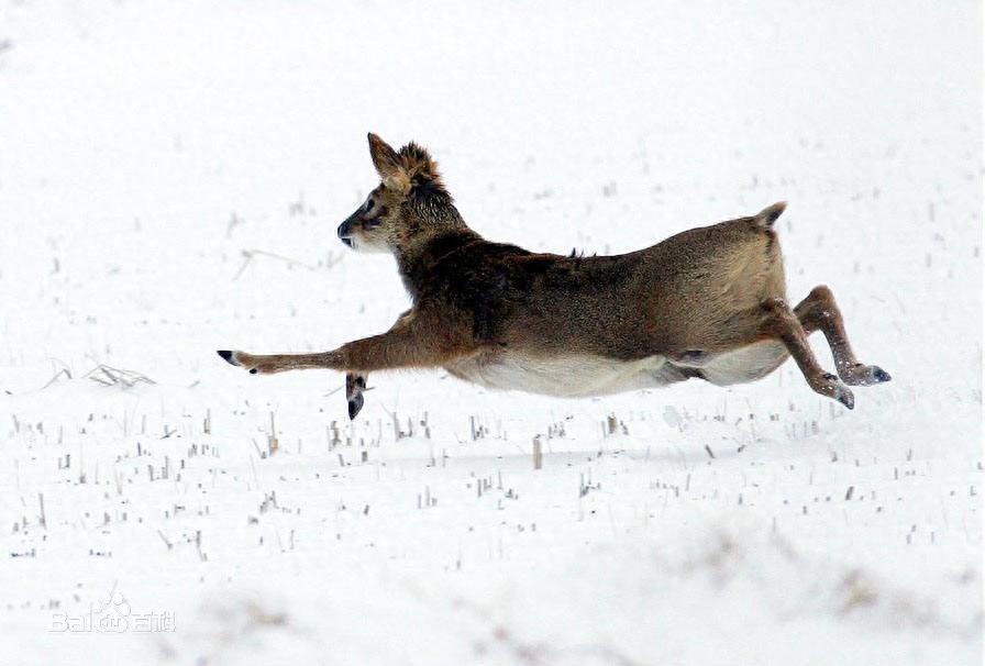 獐:最原始的鹿科动物