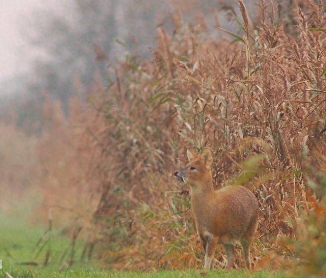 獐:最原始的鹿科动物