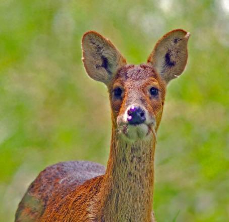 獐:最原始的鹿科动物