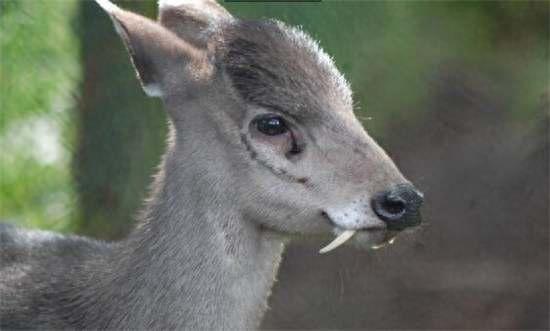獐:最原始的鹿科动物