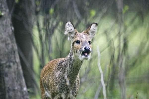 獐:最原始的鹿科动物
