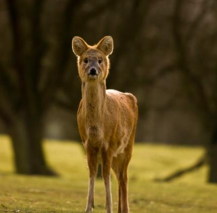 獐:最原始的鹿科动物