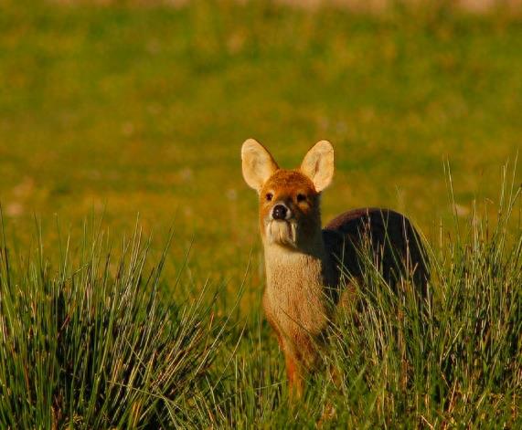 獐:最原始的鹿科动物