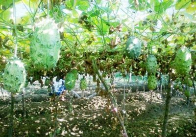 食材分享|火参果,一种不用榨汁,也能直接喝的水果,配蜂蜜更好