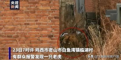 ​东北虎入村伤人！它的杀伤力有多强？