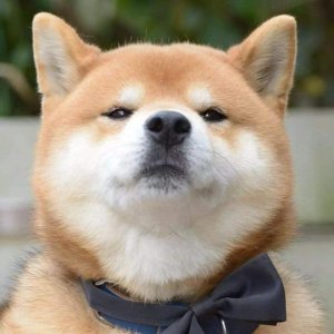 ​柴犬之所以少人养？是因为这6个“缺点”