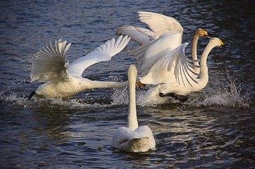 美丽的孔雀河,古时的饮马河