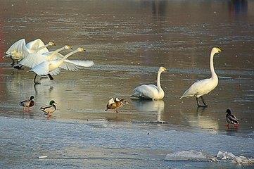 美丽的孔雀河,古时的饮马河