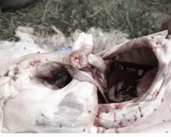 实拍少数民族杀羊仔全过程,过程令人咋舌,不忍心看!