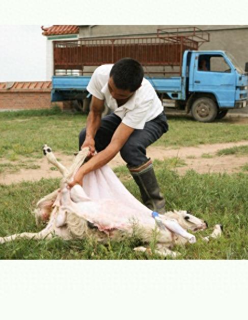实拍少数民族杀羊仔全过程,过程令人咋舌,不忍心看!