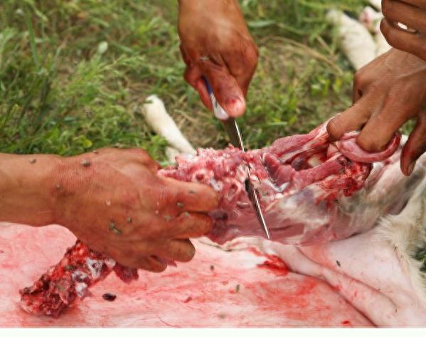 实拍少数民族杀羊仔全过程,过程令人咋舌,不忍心看!