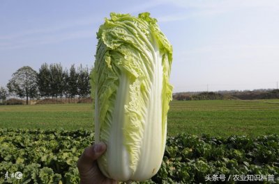 ​山东地理标志农产品之胶州大白菜
